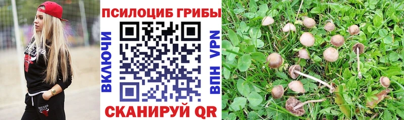 сколько стоит  маркетплейс как зайти  Псилоцибиновые грибы Psilocybine cubensis  Можга 